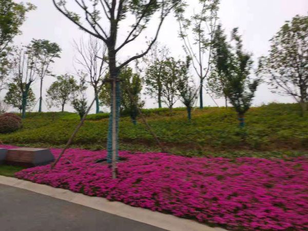 城市绿化